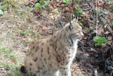 17_4 Bayerischer National Park zoo lynx 2