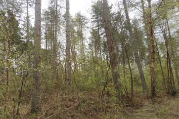 18_4 SH4065 Newborough forest broadleaf under pine