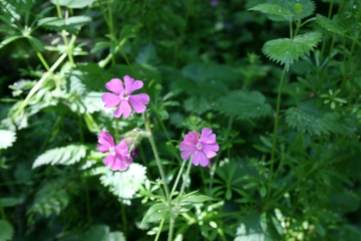 17_5 red campion 1