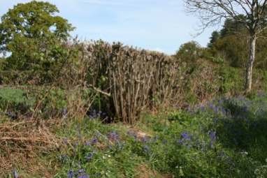 18_5 Knepp TQ1523 bluebell in hedge 3